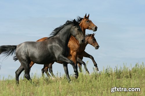 Collection of horse stallion horseshoe 25 HQ Jpeg