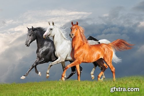 Collection of horse stallion horseshoe 25 HQ Jpeg