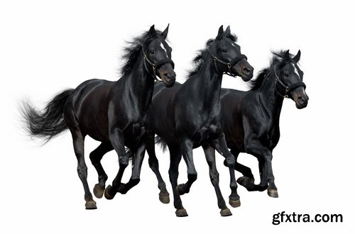 Collection of horse stallion horseshoe 25 HQ Jpeg