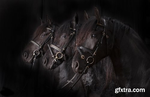 Collection of horse stallion horseshoe 25 HQ Jpeg