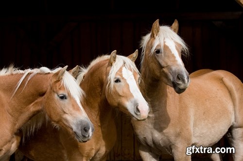 Collection of horse stallion horseshoe 25 HQ Jpeg