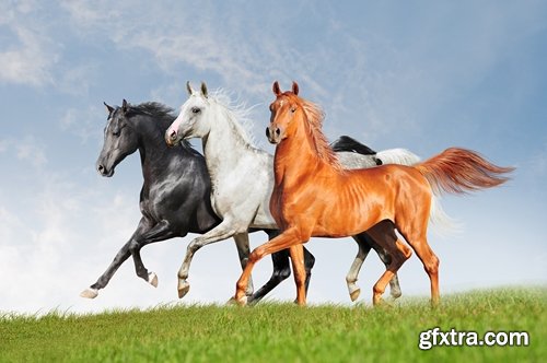 Collection of horse stallion horseshoe 25 HQ Jpeg