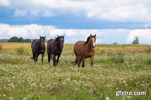 Collection of horse stallion horseshoe 25 HQ Jpeg