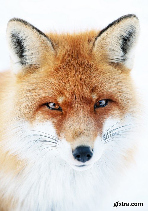 Red Fox - 5x JPEGs