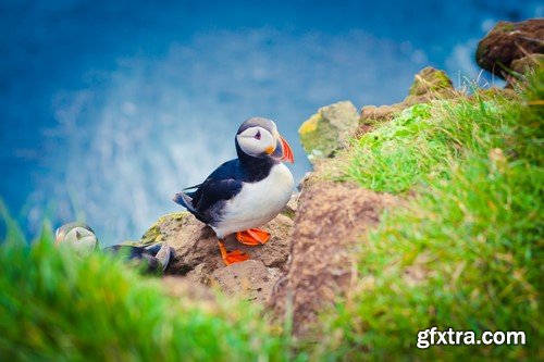 Iceland Nature - 10x JPEG