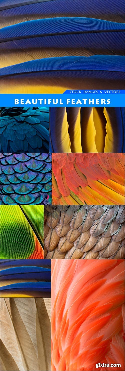 Beautiful Feathers 9X JPEG