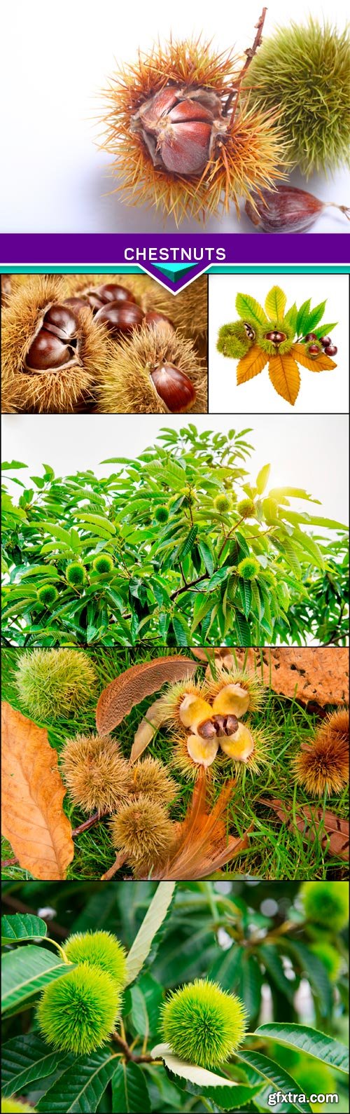 Chestnuts 6x JPEG