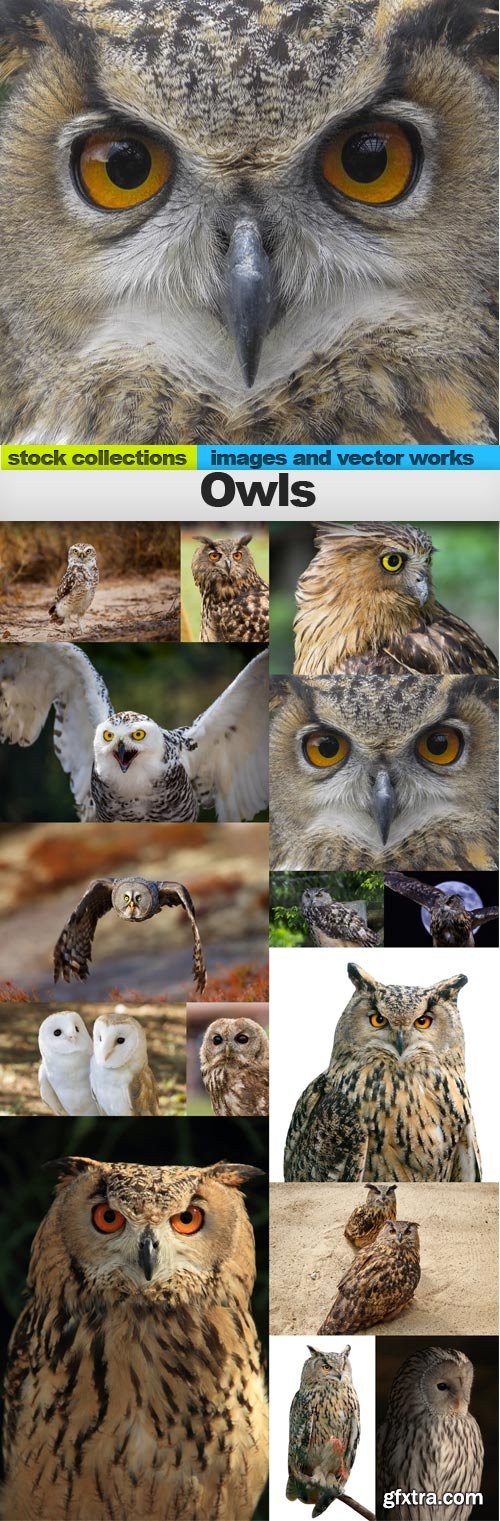 Owls, 15 x UHQ JPEG