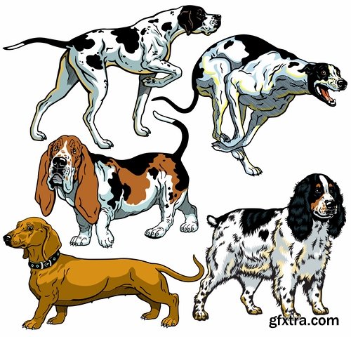 Collection of vector image breed of hunting dog 25 EPS