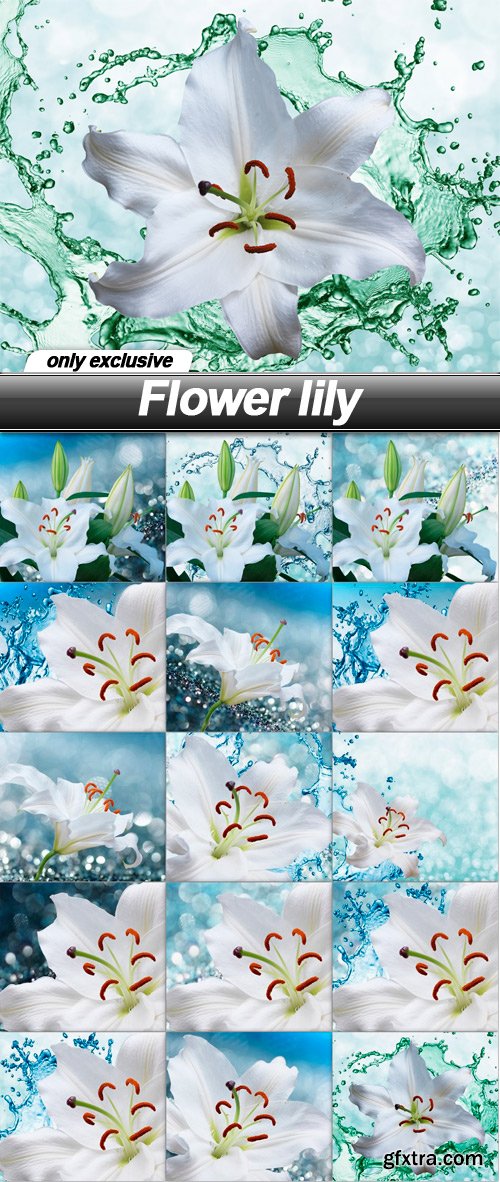 Flower lily - 15 UHQ JPEG