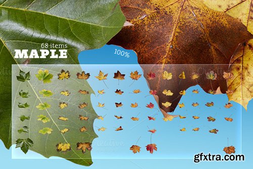 Creativemarket Mega Autumn Leaves Pack 450876