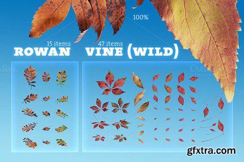 Creativemarket Mega Autumn Leaves Pack 450876