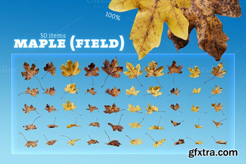 Creativemarket Mega Autumn Leaves Pack 450876