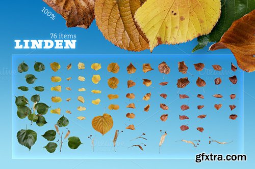 Creativemarket Mega Autumn Leaves Pack 450876