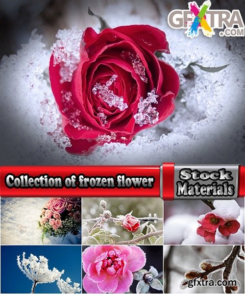 Collection of frozen flower plant flower in the snow nature 25 HQ Jpeg