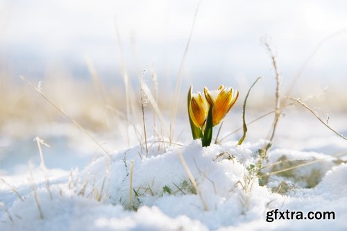 Collection of frozen flower plant flower in the snow nature 25 HQ Jpeg