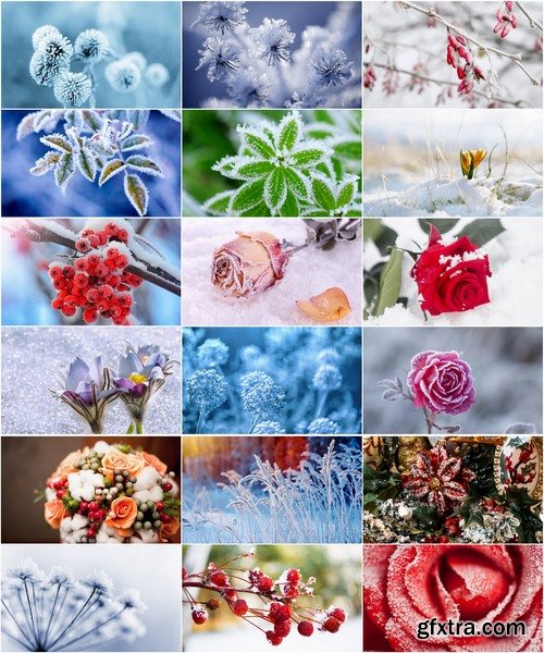 Collection of frozen flower plant flower in the snow nature 25 HQ Jpeg