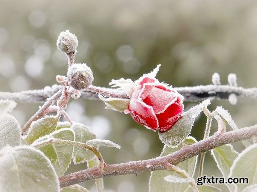 Collection of frozen flower plant flower in the snow nature 25 HQ Jpeg