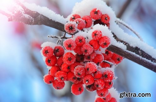 Collection of frozen flower plant flower in the snow nature 25 HQ Jpeg