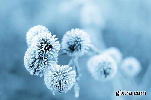 Collection of frozen flower plant flower in the snow nature 25 HQ Jpeg