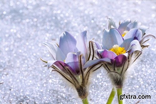 Collection of frozen flower plant flower in the snow nature 25 HQ Jpeg