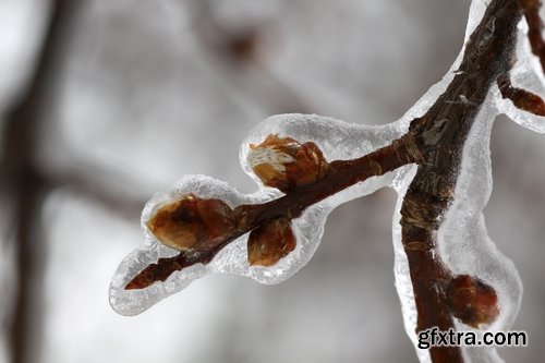 Collection of frozen flower plant flower in the snow nature 25 HQ Jpeg