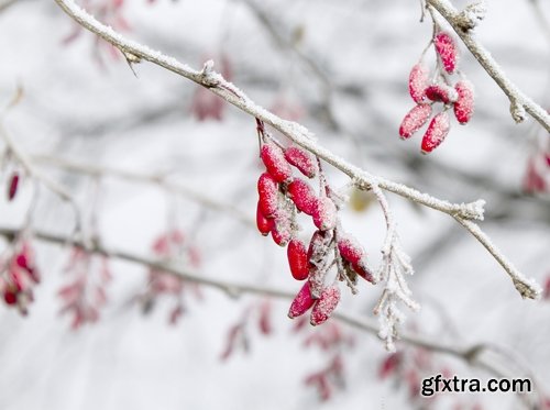 Collection of frozen flower plant flower in the snow nature 25 HQ Jpeg