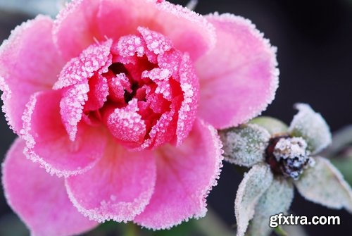 Collection of frozen flower plant flower in the snow nature 25 HQ Jpeg