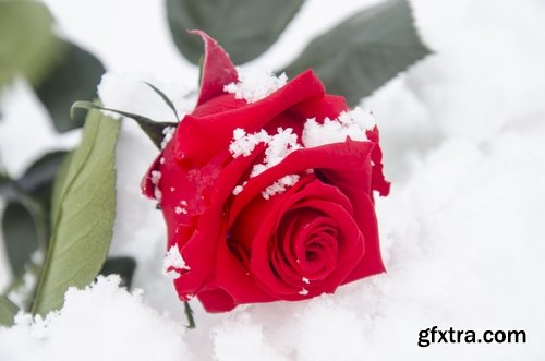 Collection of frozen flower plant flower in the snow nature 25 HQ Jpeg