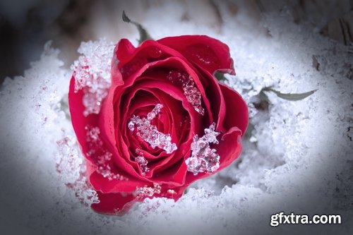 Collection of frozen flower plant flower in the snow nature 25 HQ Jpeg