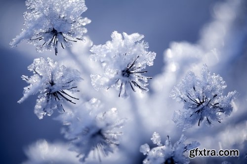 Collection of frozen flower plant flower in the snow nature 25 HQ Jpeg