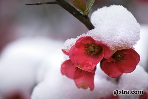 Collection of frozen flower plant flower in the snow nature 25 HQ Jpeg