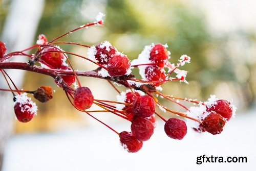 Collection of frozen flower plant flower in the snow nature 25 HQ Jpeg