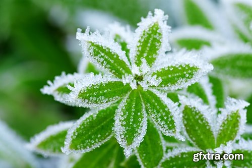 Collection of frozen flower plant flower in the snow nature 25 HQ Jpeg