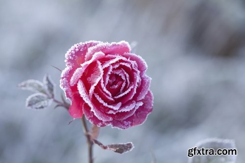 Collection of frozen flower plant flower in the snow nature 25 HQ Jpeg