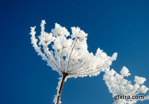 Collection of frozen flower plant flower in the snow nature 25 HQ Jpeg