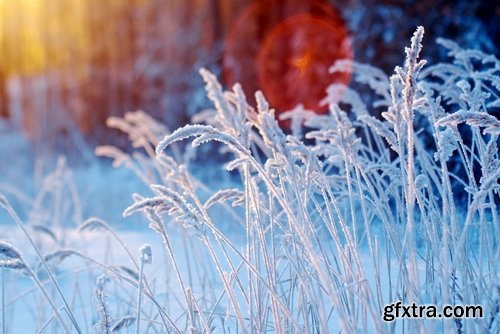 Collection of frozen flower plant flower in the snow nature 25 HQ Jpeg