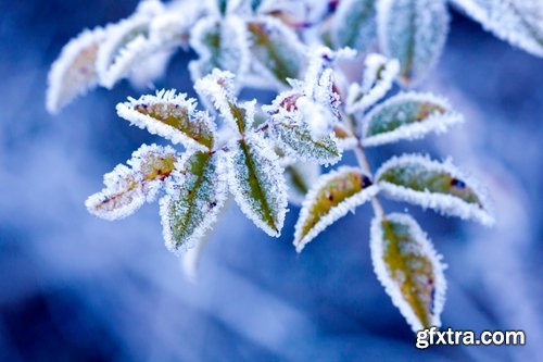 Collection of frozen flower plant flower in the snow nature 25 HQ Jpeg