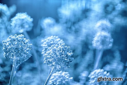 Collection of frozen flower plant flower in the snow nature 25 HQ Jpeg