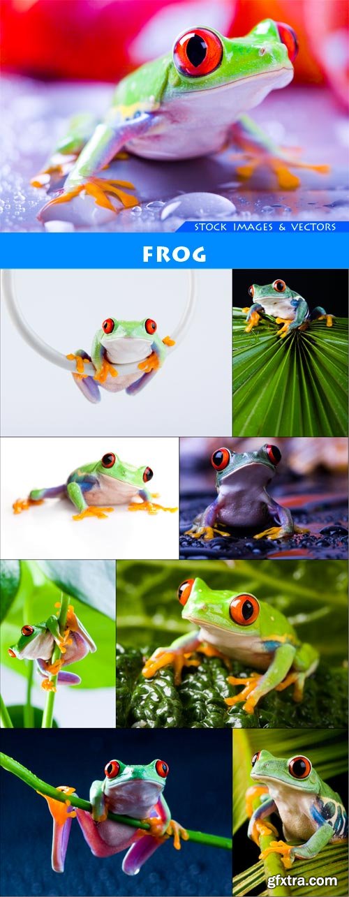 Frog 9X JPEG