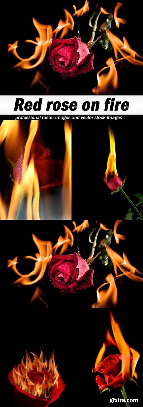 Red rose on fire