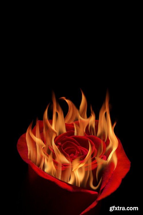 Red rose on fire