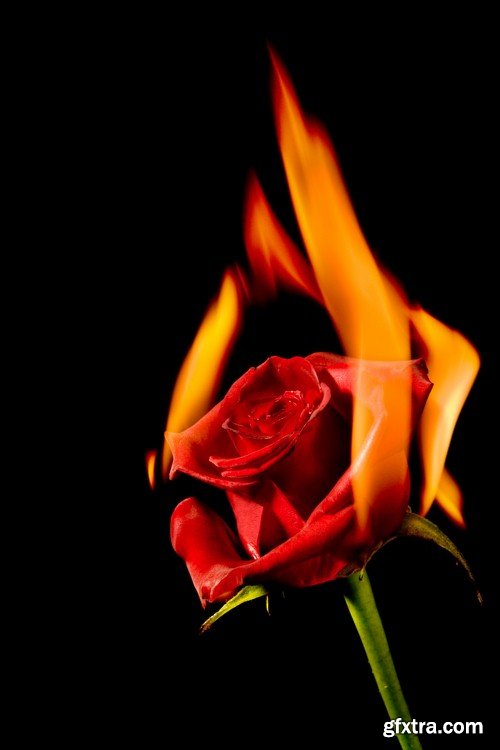 Red rose on fire