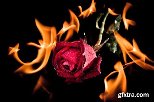 Red rose on fire