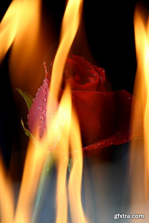 Red rose on fire