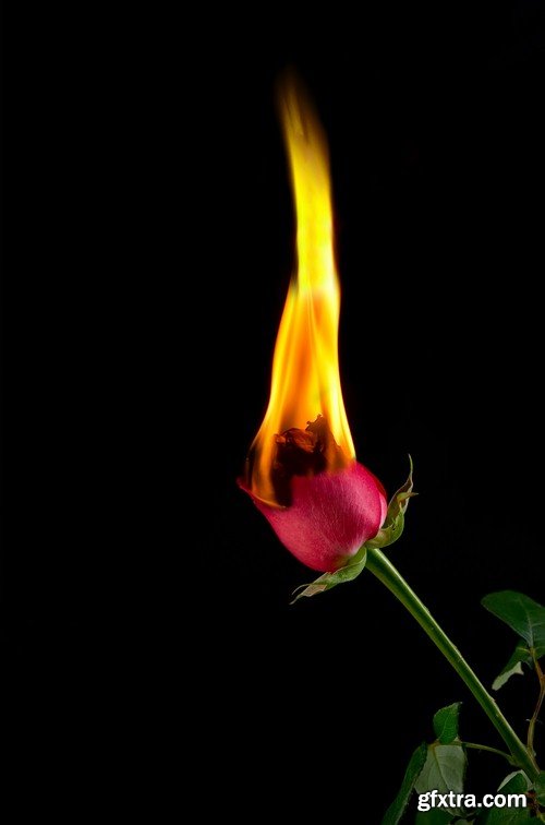 Red rose on fire