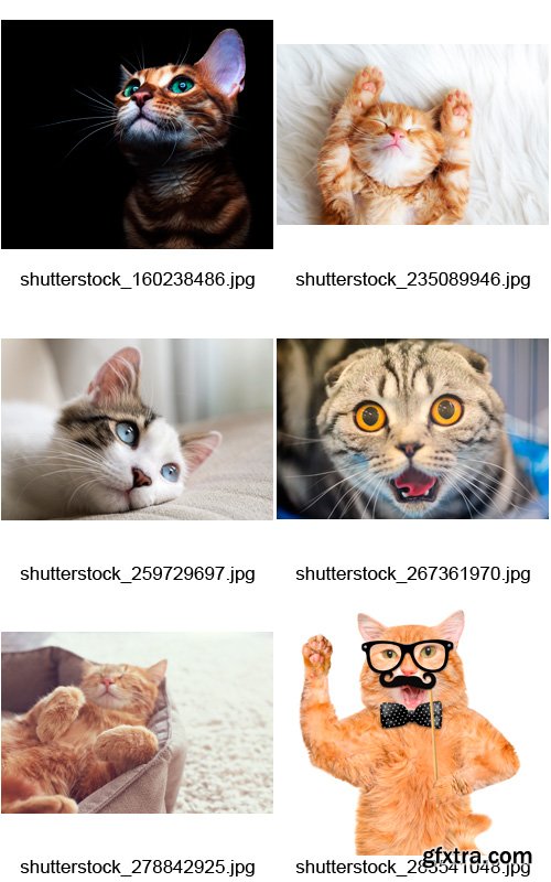 Amazing SS - Funny Cats, 25xJPGs