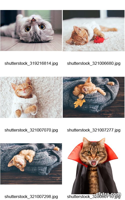 Amazing SS - Funny Cats, 25xJPGs