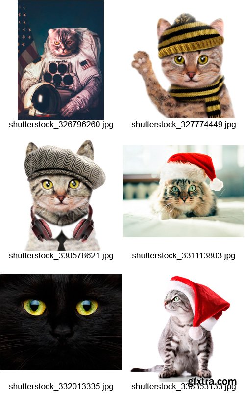 Amazing SS - Funny Cats, 25xJPGs