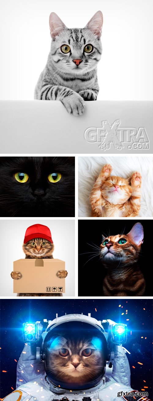 Amazing SS - Funny Cats, 25xJPGs